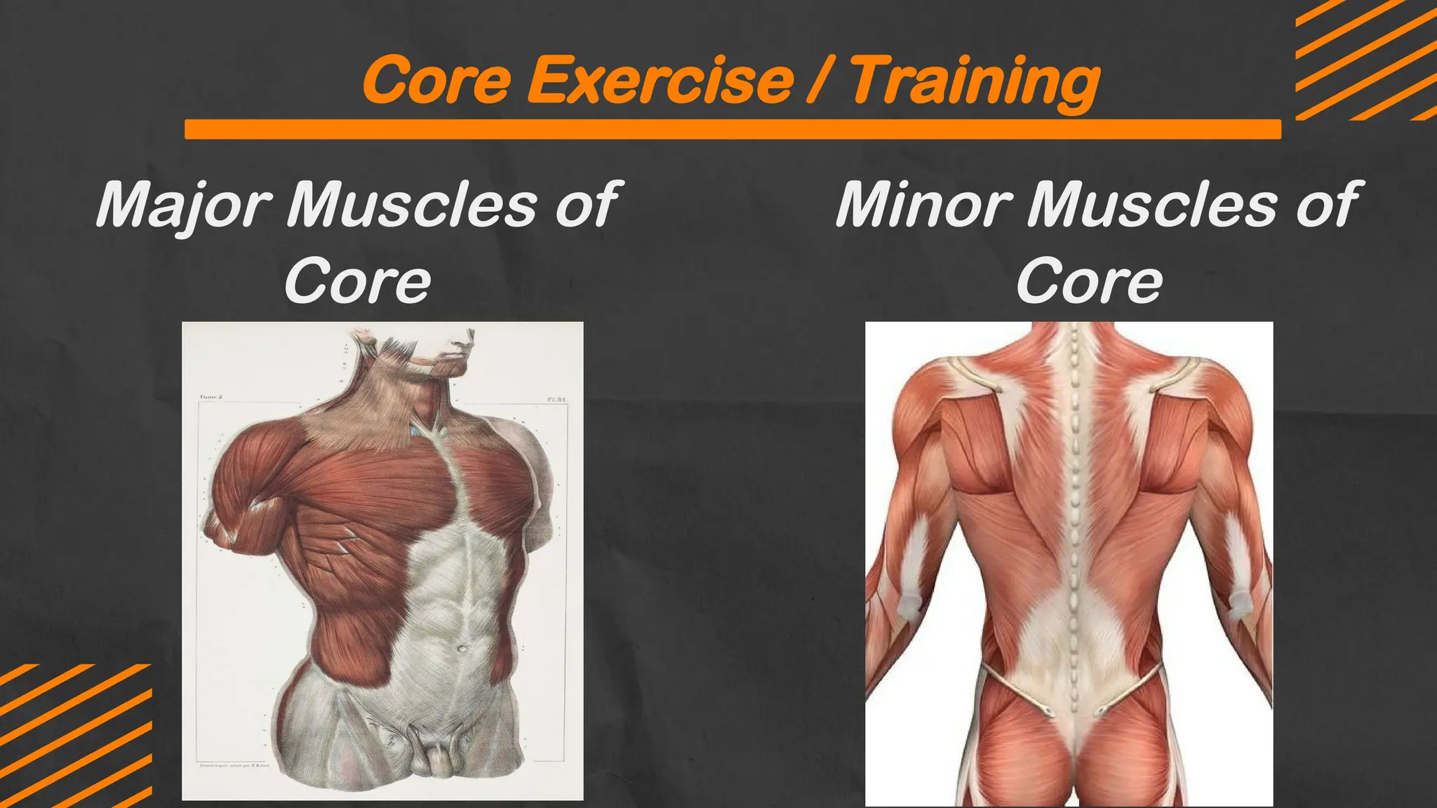 Core Exercise / Training
Major Muscles of
Core
Minor Muscles of
Core
 