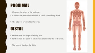 Intoduction to Radiologic Pathology Presentation | PPTX
