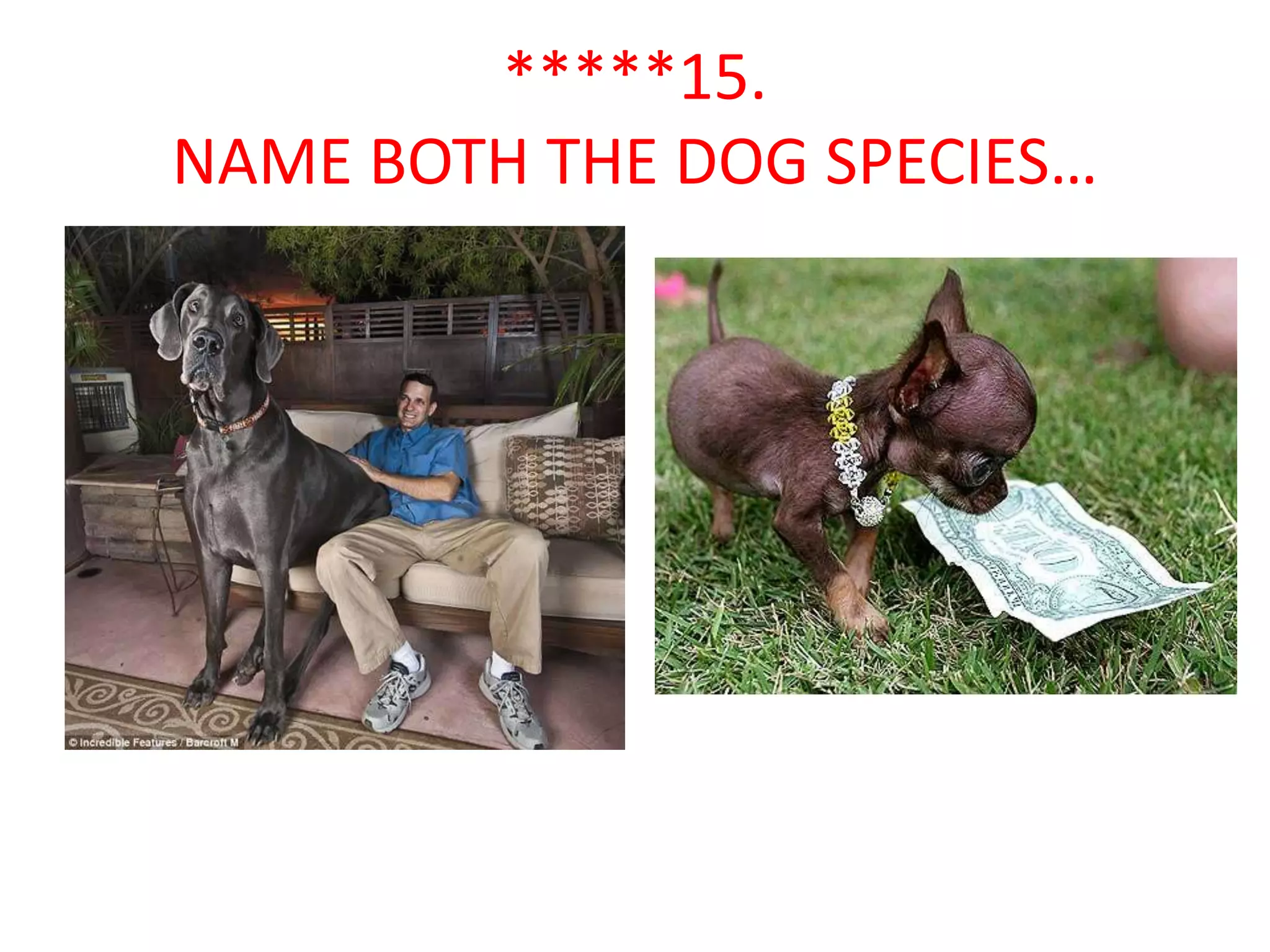 *****15.
NAME BOTH THE DOG SPECIES…
 