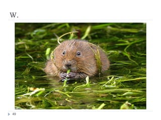 W.
49
 