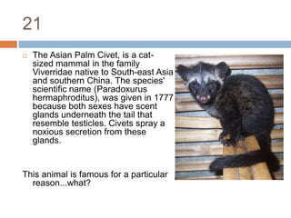 21The Asian Palm Civet, is a cat-sized mammal in the family Viverridae native to South-east Asia and southern China. The species' scientific name (Paradoxurushermaphroditus), was given in 1777 because both sexes have scent glands underneath the tail that resemble testicles. Civets spray a noxious secretion from these glands.This animal is famous for a particular reason...what?