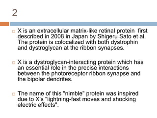 2X is an extracellular matrix-like retinal protein  first described in 2008 in Japan by Shigeru Sato et al. The protein is colocalized with both dystrophin  and dystroglycan at the ribbon synapses.X is a dystroglycan-interacting protein which has an essential role in the precise interactions between the photoreceptor ribbon synapse and the bipolar dendrites.The name of this "nimble" protein was inspired due to X's "lightning-fast moves and shocking electric effects".