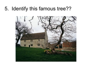 5. Identify this famous tree??
 