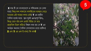 5
X গাছ টি কে বাংলানেনশ ও পতশ্চযমবঙ্গ কি কেো
োয়। তেন্তু ফল পাোনি োবযাইনেি বযবহাি কবন়ি
োওয়ায় এই গানছি েেি কেই। Y এি প্রাচীে
ববতেে ধনমযি মনধয স্থাে েুবই গুরুত্বপূিয তছল,
তেন্তু কবনে িাাঁ ি রূপ এিটা তবতচত্র কে িাি
প্রাে
ৃ তিে তচত্রি েঠিে। তবশ্বাস েিা হয় কে Y এি
অবস্থাে অেযােয ববতেে কেবিানেি কচনয় প্রাচীে।
X এবং Y এি এে ই োম। তে োম?
 