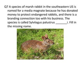 Q7 A species of marsh rabbit in the southeastern US is
  named for a media magnate because he has donated
  money to protect endangered rabbits, and there is a
  branding connection too with his business. The
  species is called Sylviiagus palustrus _______i. Fill in
  the missing name.
 