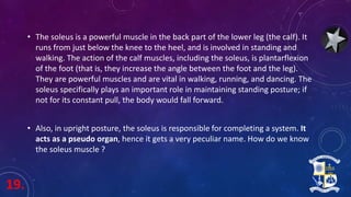 19.
• The soleus is a powerful muscle in the back part of the lower leg (the calf). It
runs from just below the knee to the heel, and is involved in standing and
walking. The action of the calf muscles, including the soleus, is plantarflexion
of the foot (that is, they increase the angle between the foot and the leg).
They are powerful muscles and are vital in walking, running, and dancing. The
soleus specifically plays an important role in maintaining standing posture; if
not for its constant pull, the body would fall forward.
• Also, in upright posture, the soleus is responsible for completing a system. It
acts as a pseudo organ, hence it gets a very peculiar name. How do we know
the soleus muscle ?
 