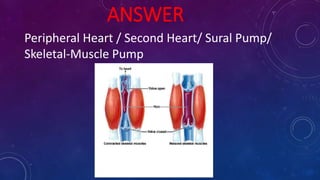ANSWER
Peripheral Heart / Second Heart/ Sural Pump/
Skeletal-Muscle Pump
 