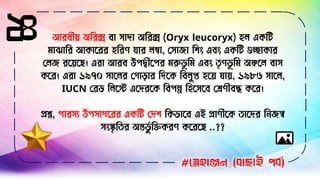 ২৪ আরিীয় অবরক্স িা োদা অবরক্স (Oryx leucoryx) হে একবি
িাঝাবর আকাসরর হবরর্ যার েম্বা, লোো বিিং এিিং একবি গুচ্োকার
লেে রসয়সে। এরা আরি উপদ্বীসপর িরুভূ বি এিিং তৃর্ভূ বি অঞ্চসে িাে
কসর। এরা ১৯৭০ োসের লগািার বদসক বিেুপ্ত হসয় যায়, ১৯৮৬ োসে,
IUCN লরড বেসস্ট এসদরসক বিপন্ন বহসেসি লের্ীিে কসর।
িশ্ন, পারেয উপোগসরর একবি লদি বকভাসি এই িার্ীসক তাসদর ব েস্ব
েিংস্কৃবতর অন্তভুণ বিকরর্ কসরসে ..??
#স্নেহাঞ্জন (বাছাই পবব)
 