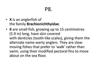 P8.
• X is an anglerfish of
the family Brachionichthyidae.
• X are small fish, growing up to 15 centimetres
(5.9 in) long, have skin covered
with denticles (tooth-like scales), giving them the
alternate name warty anglers. They are slow-
moving fishes that prefer to 'walk' rather than
swim, using their modified pectoral fins to move
about on the sea floor.
 