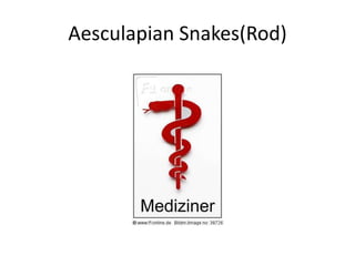 Aesculapian Snakes(Rod)
 