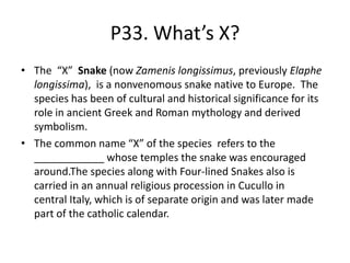 P33. What’s X?
• The “X” Snake (now Zamenis longissimus, previously Elaphe
longissima), is a nonvenomous snake native to Europe. The
species has been of cultural and historical significance for its
role in ancient Greek and Roman mythology and derived
symbolism.
• The common name “X” of the species refers to the
____________ whose temples the snake was encouraged
around.The species along with Four-lined Snakes also is
carried in an annual religious procession in Cucullo in
central Italy, which is of separate origin and was later made
part of the catholic calendar.
 