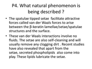 P4. What natural phenomenon is
being described ?
• The spatulae tipped setae facilitate attractive
forces called van der Waals forces to arise
between the β-keratin lamellae/setae/spatulae
structures and the surface.
• These van der Waals interactions involve no
fluids. The setae are also self-cleaning and will
usually remove any clogging dirt . Recent studies
have also revealed that apart from the
setae, secreted phospholipids also come into
play. These lipids lubricate the setae.
 