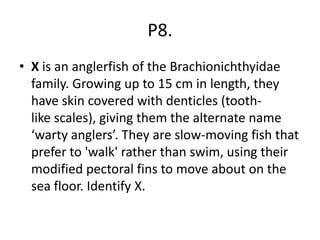 P8.
• X is an anglerfish of the Brachionichthyidae
family. Growing up to 15 cm in length, they
have skin covered with denticles (tooth-
like scales), giving them the alternate name
‘warty anglers’. They are slow-moving fish that
prefer to 'walk' rather than swim, using their
modified pectoral fins to move about on the
sea floor. Identify X.
 