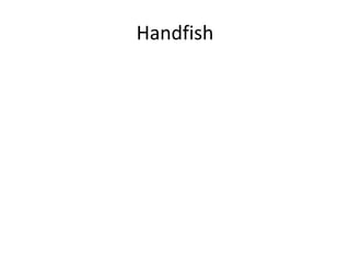 Handfish
 