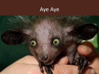 Aye Aye
 