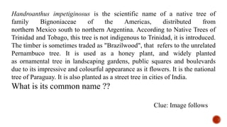 Handroanthus impetiginosus is the scientific name of a native tree of
family Bignoniaceae of the Americas, distributed from
northern Mexico south to northern Argentina. According to Native Trees of
Trinidad and Tobago, this tree is not indigenous to Trinidad, it is introduced.
The timber is sometimes traded as "Brazilwood", that refers to the unrelated
Pernambuco tree. It is used as a honey plant, and widely planted
as ornamental tree in landscaping gardens, public squares and boulevards
due to its impressive and colourful appearance as it flowers. It is the national
tree of Paraguay. It is also planted as a street tree in cities of India.
What is its common name ??
Clue: Image follows
 