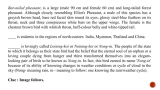 Bar-tailed pheasant, is a large (male 90 cm and female 60 cm) and long-tailed forest
pheasant. Although closely resembling Elliot's Pheasant, a male of this species has a
greyish brown head, bare red facial skin round its eyes, glossy steel-blue feathers on its
throat, neck and three conspicuous white bars on the upper wings. The female is the
chestnut brown bird with whitish throat, buff-colour belly and white-tipped tail.
____ is endemic in the regions of north-eastern India, Myanmar, Thailand and China.
______ is lovingly called Loining-koi or Noining-koi or Nong-in. The people of the state
to which it belongs as their state bird had the belief that the eternal soul of an orphan or a
loving couple dying from hunger and thirst transformed themselves into an elegant-
looking pair of birds to be known as Nong-in. In fact, this bird earned its name 'Nong-in'
because of its ability of knowing changes in weather conditions or cycle of cloud in the
sky (Nong- meaning rain, in - meaning to follow: one knowing the rain/weather cycle).
Clue : Image follows.
 