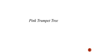 Pink Trumpet Tree
 