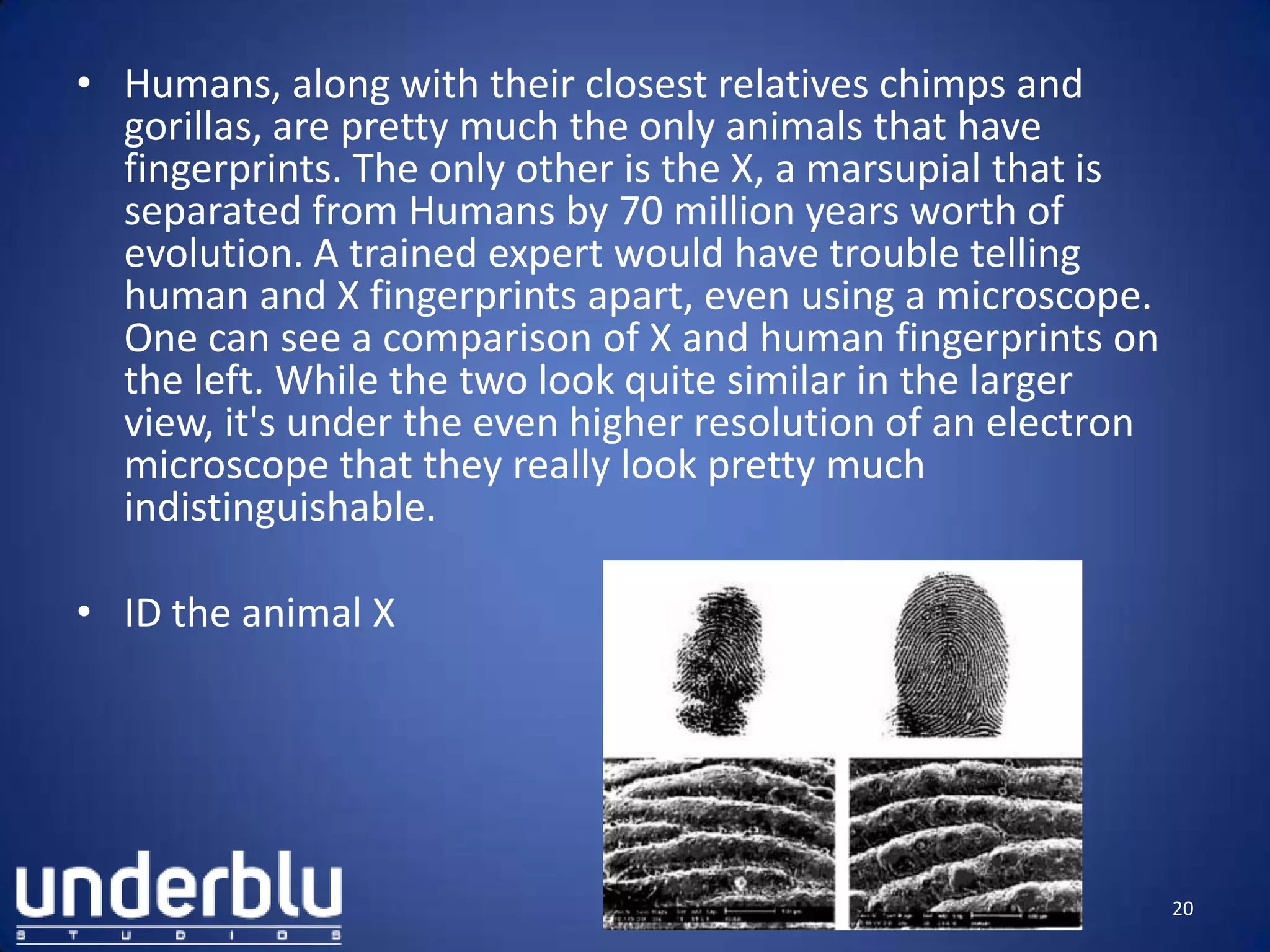 • Humans, along with their closest relatives chimps and
gorillas, are pretty much the only animals that have
fingerprints. The only other is the X, a marsupial that is
separated from Humans by 70 million years worth of
evolution. A trained expert would have trouble telling
human and X fingerprints apart, even using a microscope.
One can see a comparison of X and human fingerprints on
the left. While the two look quite similar in the larger
view, it's under the even higher resolution of an electron
microscope that they really look pretty much
indistinguishable.
• ID the animal X
20
 