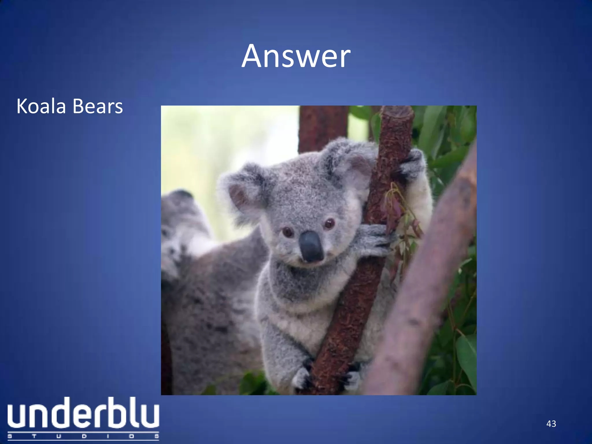 Answer
Koala Bears
43
 