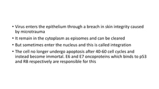 • Virus enters the epithelium through a breach in skin integrity caused
by microtrauma
• It remain in the cytoplasm as episomes and can be cleared
• But sometimes enter the nucleus and this is called integration
• The cell no longer undergo apoptosis after 40-60 cell cycles and
instead become immortal. E6 and E7 oncoproteins which binds to p53
and RB respectively are responsible for this
 