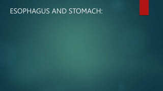 ESOPHAGUS AND STOMACH:
 