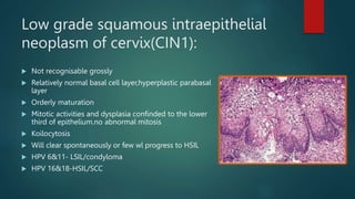 Low grade squamous intraepithelial
neoplasm of cervix(CIN1):
 Not recognisable grossly
 Relatively normal basal cell layer,hyperplastic parabasal
layer
 Orderly maturation
 Mitotic activities and dysplasia confinded to the lower
third of epithelium.no abnormal mitosis
 Koilocytosis
 Will clear spontaneously or few wl progress to HSIL
 HPV 6&11- LSIL/condyloma
 HPV 16&18-HSIL/SCC
 