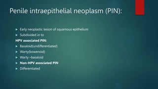 Penile intraepithelial neoplasm (PIN):
 Early neoplastic lesion of squamous epithelium
 Subdivided in to
HPV associated PIN:
 Basaloid(undifferentiated)
 Warty(bowenoid)
 Warty –basaloid
 Non-HPV associated PIN
 Differentiated
 