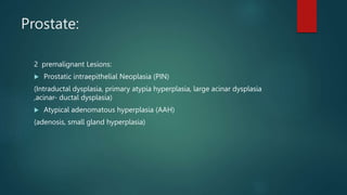 Prostate:
2 premalignant Lesions:
 Prostatic intraepithelial Neoplasia (PIN)
(Intraductal dysplasia, primary atypia hyperplasia, large acinar dysplasia
,acinar- ductal dysplasia)
 Atypical adenomatous hyperplasia (AAH)
(adenosis, small gland hyperplasia)
 