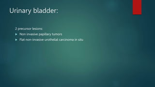 Urinary bladder:
2 precursor lesions:
 Non invasive papillary tumors
 Flat non-invasive urothelial carcinoma in situ
 