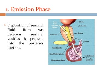 1. Emission Phase
 Deposition of seminal
fluid from vas
deferens, seminal
vesicles & prostate
into the posterior
urethra.
 