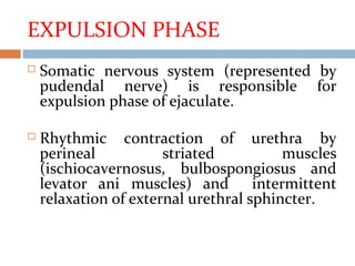 EXPULSION PHASE
 Somatic nervous system (represented by
pudendal nerve) is responsible for
expulsion phase of ejaculate.
 Rhythmic contraction of urethra by
perineal striated muscles
(ischiocavernosus, bulbospongiosus and
levator ani muscles) and intermittent
relaxation of external urethral sphincter.
 