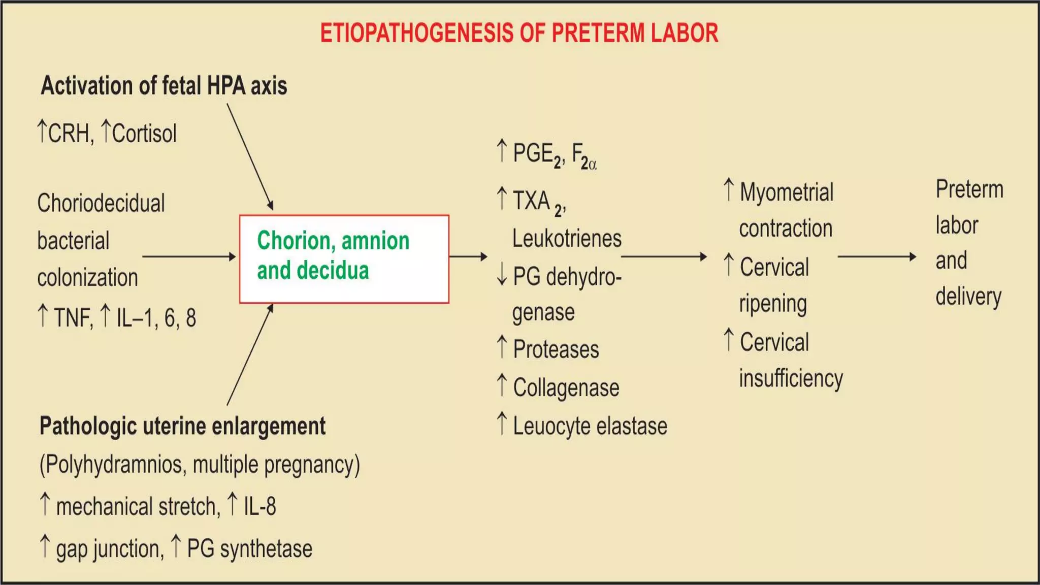 Preterm Labor Management Algorithm Premature labour ppt | PDF