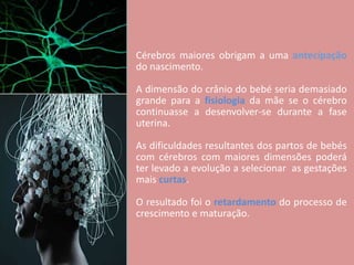 Cérebros maiores obrigam a uma antecipação
do nascimento.
A dimensão do crânio do bebé seria demasiado
grande para a fisiologia da mãe se o cérebro
continuasse a desenvolver-se durante a fase
uterina.
As dificuldades resultantes dos partos de bebés
com cérebros com maiores dimensões poderá
ter levado a evolução a selecionar as gestações
mais curtas.
O resultado foi o retardamento do processo de
crescimento e maturação.

 
