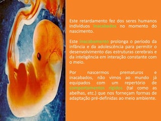 Este retardamento fez dos seres humanos
indivíduos inacabados no momento do
nascimento.
Este inacabamento prolonga o período da
infância e da adolescência para permitir o
desenvolvimento das estruturas cerebrais e
da inteligência em interação constante com
o meio.
Por
nascermos
prematuros
e
inacabados, não vimos ao mundo já
equipados com um repertório de
comportamentos rígidos (tal como as
abelhas, etc.) que nos forneçam formas de
adaptação pré-definidas ao meio ambiente.

 