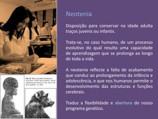 Neotenia
Disposição para conservar na idade adulta
traços juvenis ou infantis.
Trata-se, no caso humano, de um processo
evolutivo do qual resulta uma capacidade
de aprendizagem que se prolonga ao longo
de toda a vida.
A neotenia reflecte a falta de acabamento
que conduz ao prolongamento da infância e
adolescência, e que nos humanos permite o
desenvolvimento das estruturas e funções
cerebrais.
Traduz a flexibilidade e abertura do nosso
programa genético.

 