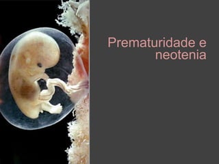 Prematuridade e
neotenia

 