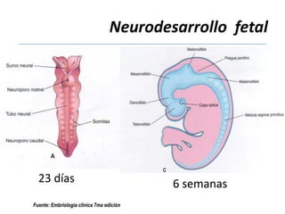 Neurodesarrollo fetal




  23 días                                 6 semanas
Fuente: Embriología clínica 7ma edición
 