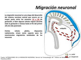 Migración neuronal
      La migración neuronal es una etapa del desarrollo
      del sistema nervioso central que ocurre en su
      mayor parte entre las semanas 12 y 20 de
      gestación, si bien algunas células migran durante
      toda la gestación e incluso hasta el fin del primer
      año de vida postnatal.

      Ciertas     células    glíales, dispuestas
      radialmente, sirven como soporte para los
      movimientos migratorios ameboides de las
      neuronas




Fuente: ALTERACIONES EN LA MIGRACION NEURONAL Servicio de Fonoaudiología del Instituto de Rehabilitación
Psicofísica (IREP)
 