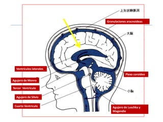 Granulaciones aracnoideas




  Ventrículos laterales
                                       Plexo coroideo
Agujero de Monro

Tercer Ventrículo

  Agujero de Silvio

 Cuarto Ventrículo            Agujero de Luschka y
                              Magendie
 