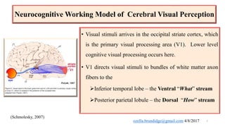Prematurity affects the integrity of the dorsal and ventral streams | PPTX