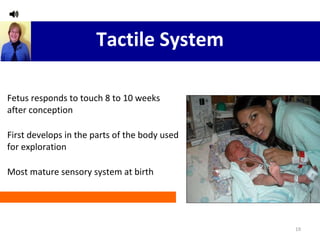 Tactile System Fetus responds to touch 8 to 10 weeks after conception First develops in the parts of the body used for exploration Most mature sensory system at birth 