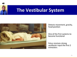 The Vestibular System Detects movement, gravity, head position One of the first systems to become functional Fetus receives strong vestibular input the first 2 trimesters 