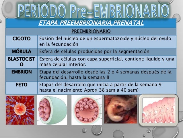 Resultado de imagen de clasificación entre embrión y preembrión