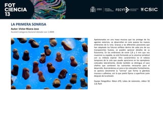 LA PRIMERA SONRISA
Autor: Víctor Rivera Jove
Accésit Categoría General dotado con 1.000€
Apelotonados en una masa mucosa q...