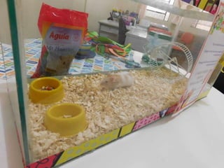 Premiação aquarium fish 13 10