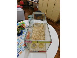 Premiação aquarium fish 13 10