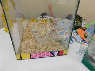 Premiação aquarium fish 13 10