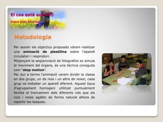 Metodologia
Per assolir els objectius proposats vàrem realitzar
una animació de plastilina sobre l’aparell
circulatori i respiratori.
Mitjançant la seqüenciació de fotografies es simula
el moviment del òrgans, és una tècnica coneguda
com “stop motion”.
Per dur a terme l’animació varem dividir la classe
en dos grups, un de nois i un altre de noies; cada
grup va treballar un aparell diferent. Aquest tipus
d’agrupament homogeni utilitzat puntualment
facilita el trencament dels diferents rols que els
nois i noies agafen de forma natural alhora de
repartir les tasques.
El cos està animat!
Xiana Díaz Álvarez
 