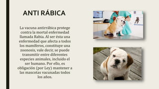 Anti Rabia Premium | PPTX